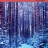 In copertina bosco di alti abeti azzurri nella neve