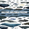 Pcop_Balene In copertina illustrazione che rappresenta luoghi e rotte descritte nel libro