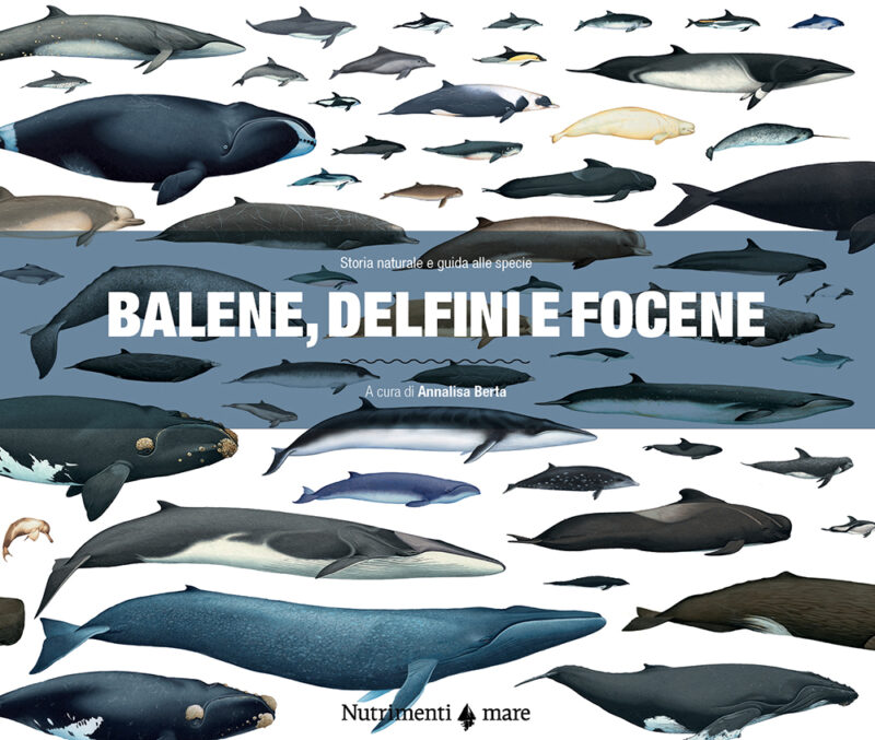 In copertina illustrazione che rappresenta luoghi e rotte descritte nel libro